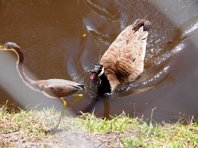 [The goose is in the water near the bank with its mouth fully open hissing at a tricolored heron which is on the bank walking quickly along the edge out of the goose's reach. The heron still has quite a bit of rust-colored feathers amid the grey-blue ones. An adult has no rust-colored feathers.]